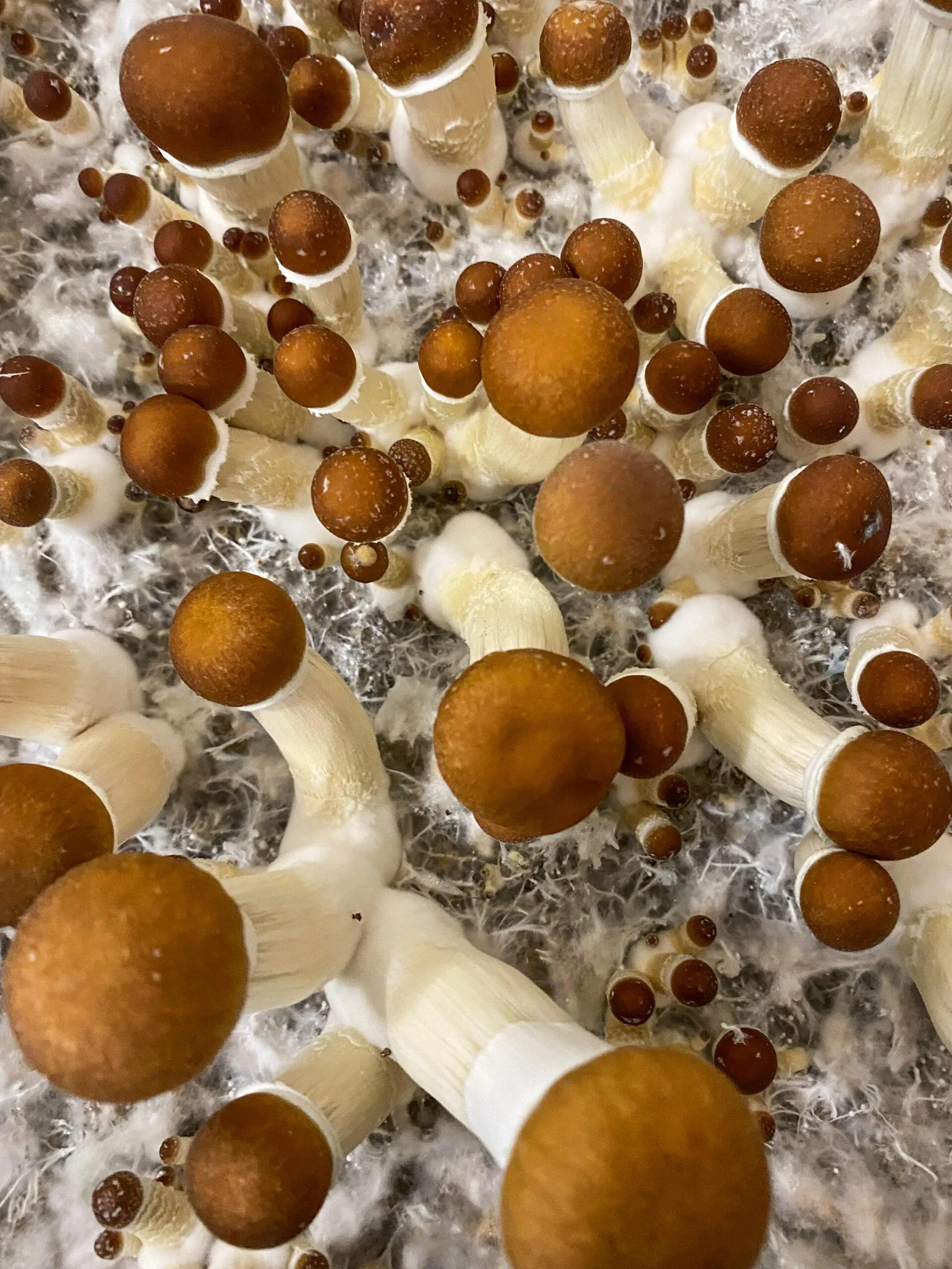 Golden-Teacher-Magic-Mushrooms-Fruiting-scaled-1.webp